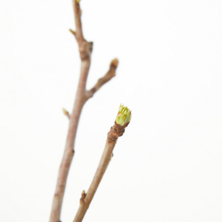 CEREZO ENANO RESIDUO CERO VERDECORA 5 LITROS