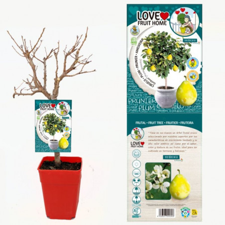 CIRUELO ENANO RESIDUO CERO VERDECORA 5 LITROS