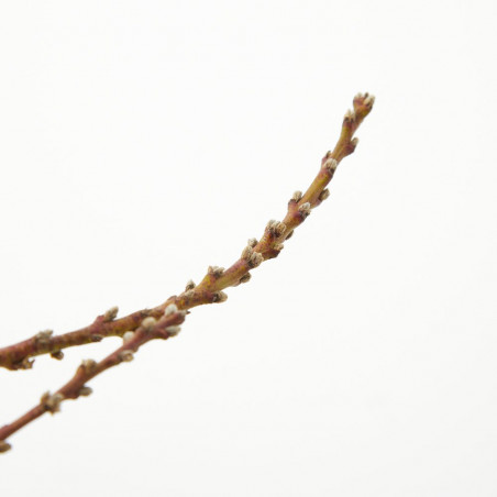 MELOCOTONERO ENANO RESIDUO CERO VERDECORA 5 LITROS
