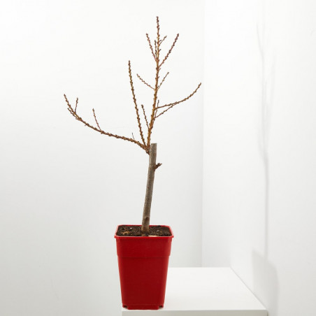MELOCOTONERO ENANO RESIDUO CERO VERDECORA 5 LITROS