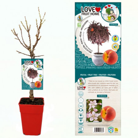 MELOCOTONERO ENANO RESIDUO CERO VERDECORA 5 LITROS