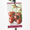 CEREZO GUINDO MACETA 10L