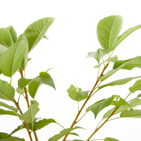 CEREZO 10L RESIDUO  CERO VERDECORA