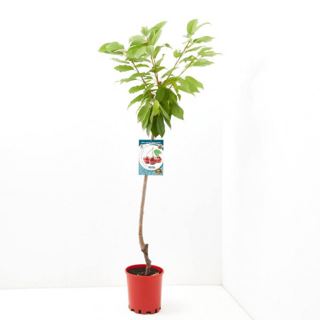 CEREZO 10L RESIDUO  CERO VERDECORA