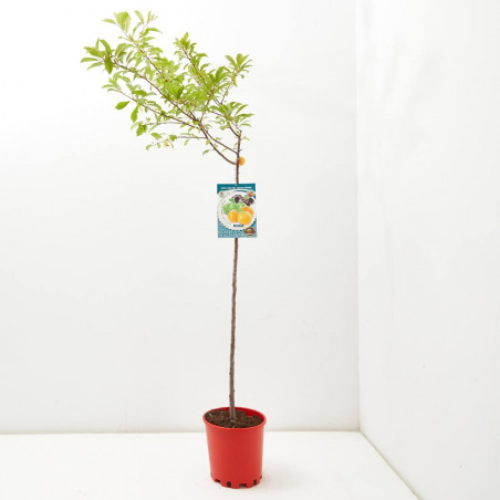CIRUELO 10L RESIDUO CERO VERDECORA