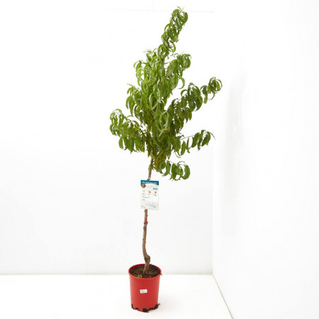 MELOCOTONERO 10L RESIDUO CERO VERDECORA