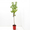 NECTARINO 10L RESIDUO CERO VERDECORA