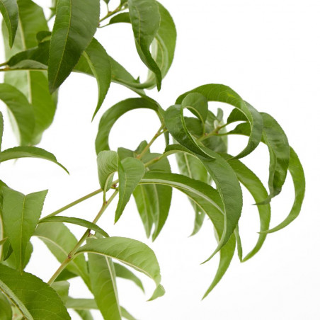NECTARINO 10L RESIDUO CERO VERDECORA