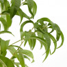 NECTARINO 10L RESIDUO CERO VERDECORA