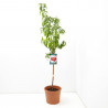 NECTARINO 10L RESIDUO CERO VERDECORA