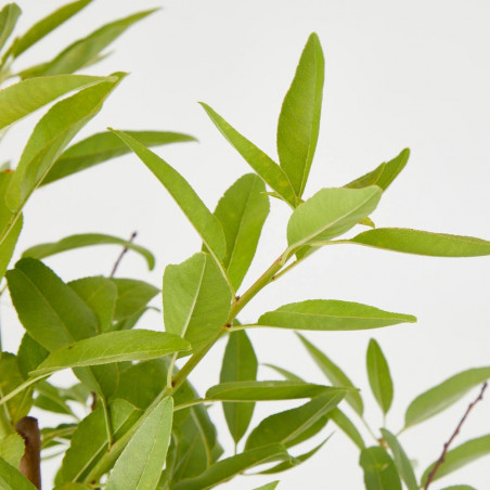 ALMENDRO 10L RESIDUO CERO VERDECORA