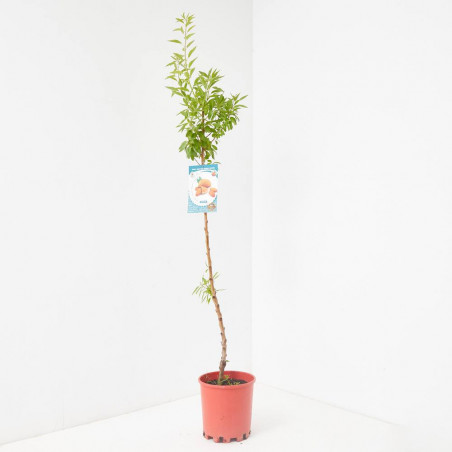 ALMENDRO 10L RESIDUO CERO VERDECORA