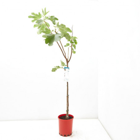 HIGUERA 10L RESIDUO CERO VERDECORA