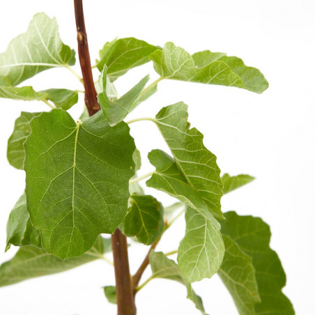 HIGUERA 10L RESIDUO CERO VERDECORA