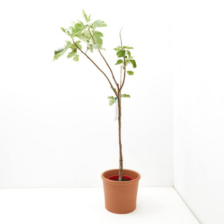 HIGUERA 10L RESIDUO CERO VERDECORA