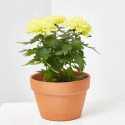 MARGARITA HÍBRIDA VARIEDADES