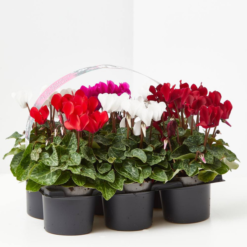 CYCLAMEN X6
