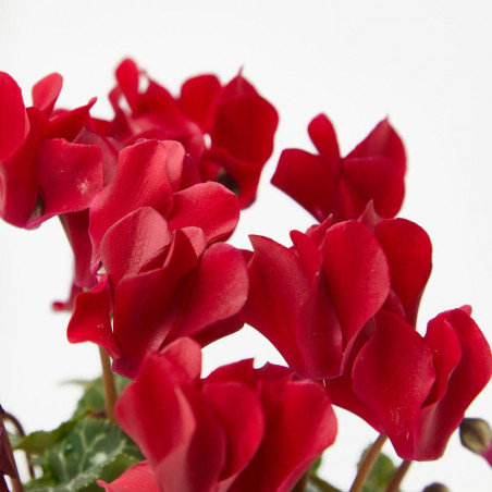 CYCLAMEN X6