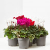 CYCLAMEN X6