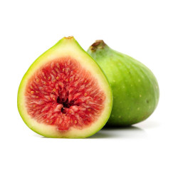 HIGUERA BLANCA MACETA 10L