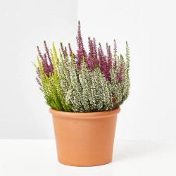 BREZO CALLUNA MEZCLA COLOR MACETA 12CM