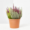 BREZO CALLUNA MEZCLA COLOR MACETA 12CM