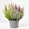 BREZO CALLUNA MEZCLA COLOR MACETA 12CM