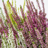 BREZO CALLUNA MEZCLA COLOR MACETA 12CM