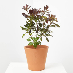 COTINUS MACETA 3 LITROS