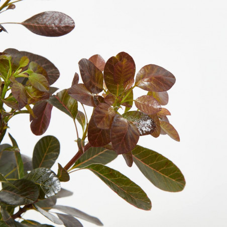 COTINUS MACETA 3 LITROS