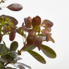 COTINUS MACETA 3 LITROS
