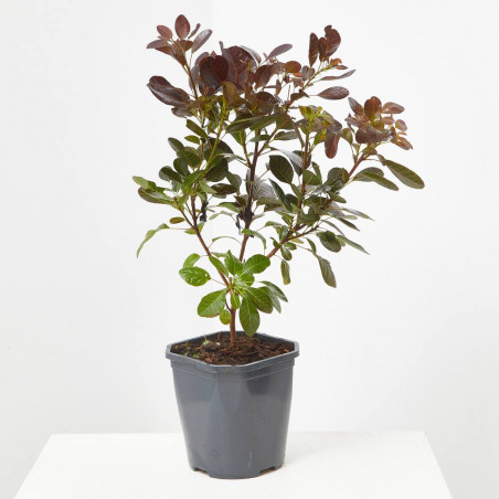 COTINUS MACETA 3 LITROS