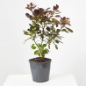 COTINUS MACETA 3 LITROS