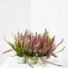 CALLUNA 6 UDS
