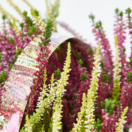 CALLUNA 6 UDS