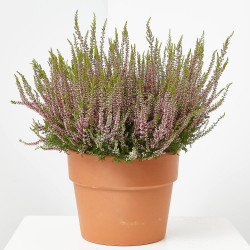 BREZO CALLUNA TARRINA 23CM