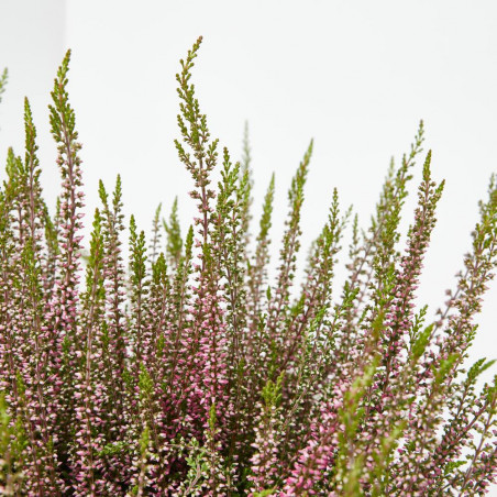 BREZO CALLUNA TARRINA 23CM