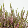 BREZO CALLUNA TARRINA 23CM