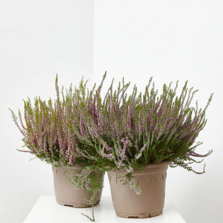 BREZO CALLUNA TARRINA 23CM