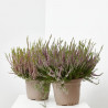 BREZO CALLUNA TARRINA 23CM