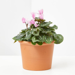 CYCLAMEN CRAYON MACETA 12CM