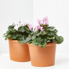CYCLAMEN CRAYON MACETA 12CM