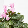 CYCLAMEN CRAYON MACETA 12CM