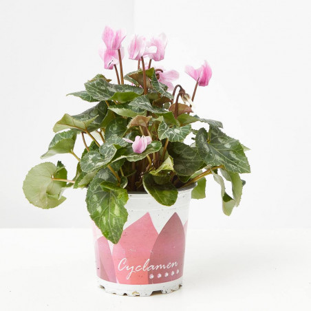 CYCLAMEN CRAYON MACETA 12CM