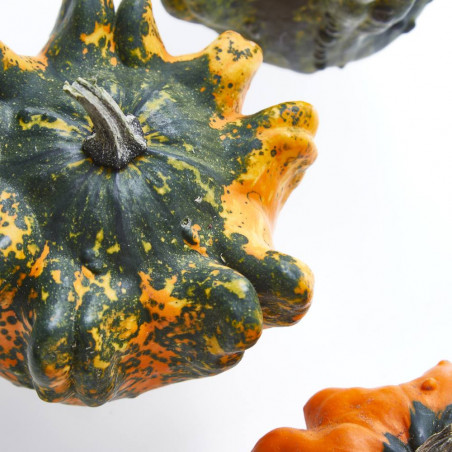CALABAZA GIZMO