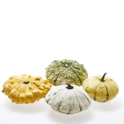 CALABAZA PATISSON