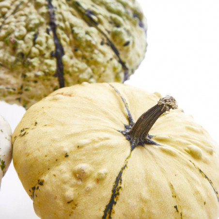 CALABAZA PATISSON