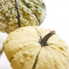 CALABAZA PATISSON
