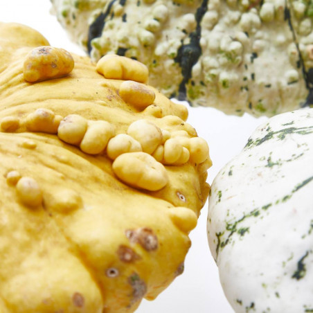 CALABAZA PATISSON