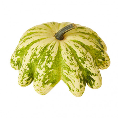 CALABAZA PATISSON